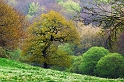 arbre 02_05_08 n01